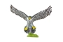 Falcó Pelegrí Safari Ltd.