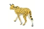Serval Safari Ltd.