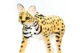 Serval Safari Ltd.