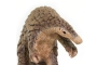 Pangolín Safari Ltd.