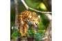 Jaguar Safari Ltd.