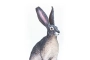Liebre del desierto Safari Ltd.