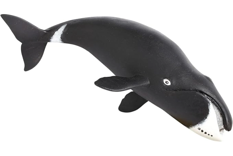 Ballena boreal o de Groenlandia Safari Ltd.