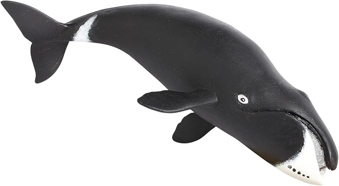 Ballena boreal o de Groenlandia Safari Ltd.