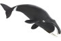 Ballena boreal o de Groenlandia Safari Ltd.