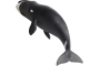 Ballena boreal o de Groenlandia Safari Ltd.