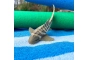 Tauró zebra Safari Ltd.