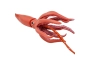 Calamar Gigante Safari Ltd.