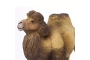 Camello Safari Ltd.