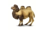 Camell Safari Ltd.