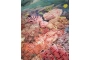 Puzle escull de coral (1000 peces)